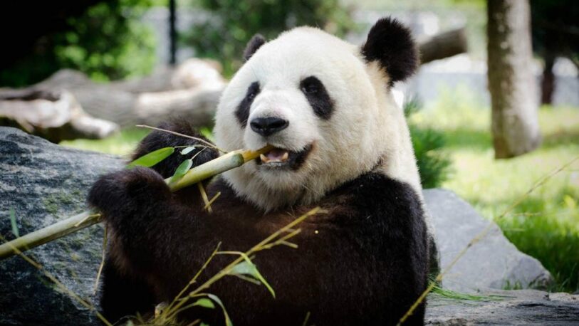 A pesar de su dieta vegana, los pandas consumen tanta proteína como los carnívoros
