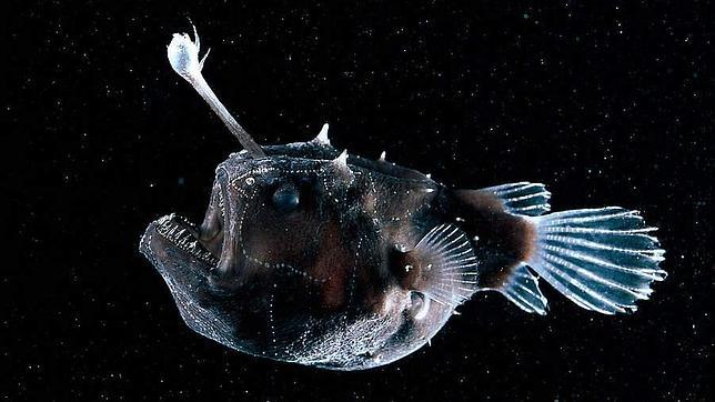 Descubren un mecanismo en peces que les permite ver en las profundidades