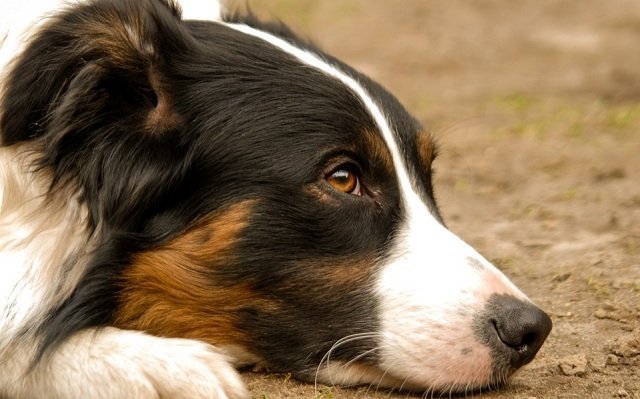 Cuarentena: Una empresa regalará cerveza a los que adopten un perro
