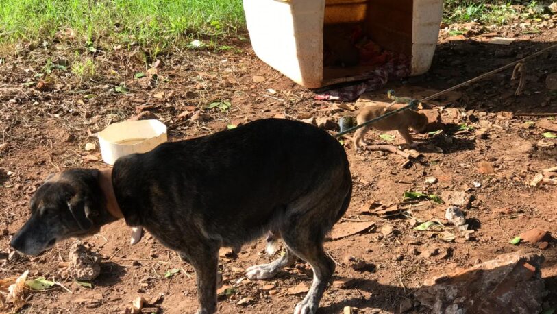Bº Miguel Lanús: una perra lleva 2 años atada en la vía pública