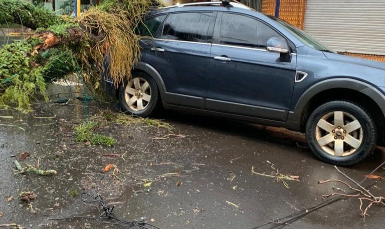 Fotonoticia: cayó un viejo árbol sobre un auto