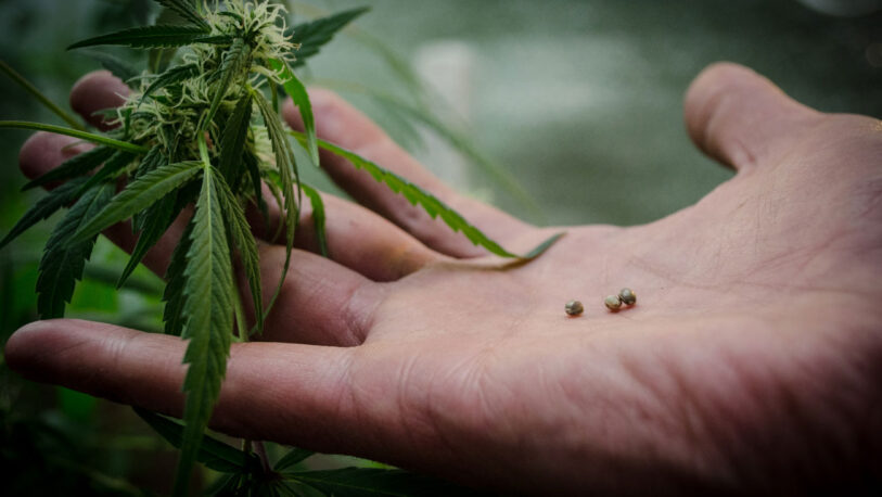 Llegó a Jujuy el primer lote de semillas para producir cannabis medicinal