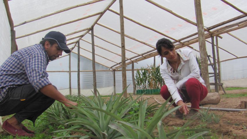 Evalúan si es viable el cultivo de plantas de ananá en la región
