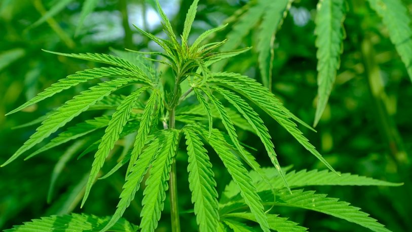 El Conicet evaluará la calidad del cannabis medicinal