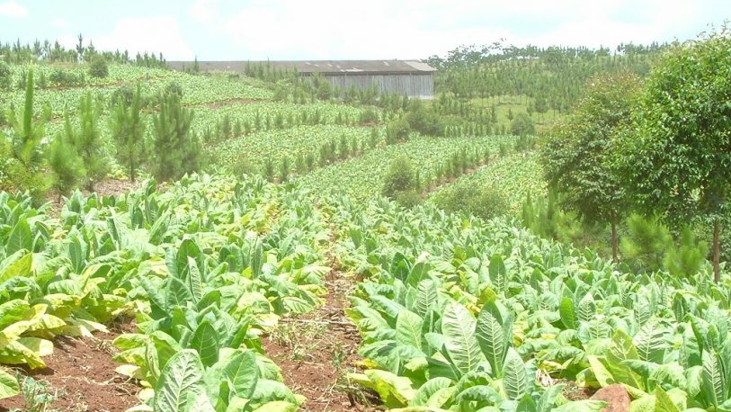 Nación depositó $80 millones a productores tabacaleros