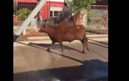 Venganza animal: un toro suelto embistió a una parrillera