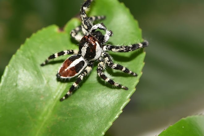 Descubren nueva especie de araña saltarina en el Parque Nacional Chaco