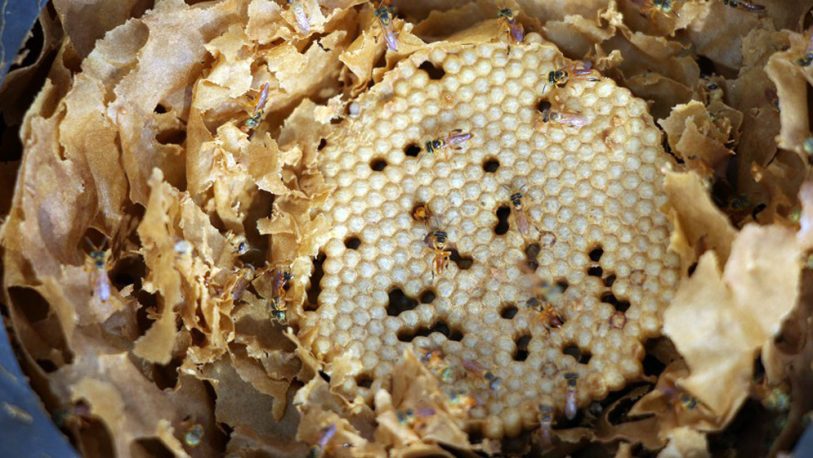 Yateí: la abeja nativa que cura, alimenta y conserva el ambiente