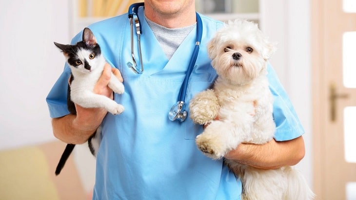 Por qué se celebra el día del veterinario