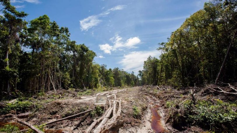 Amazonia: Presentan un millón de firmas contra la deforestación
