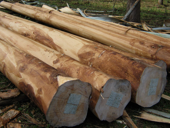 Zarpó a China la primera exportación de madera de eucalipto argentino