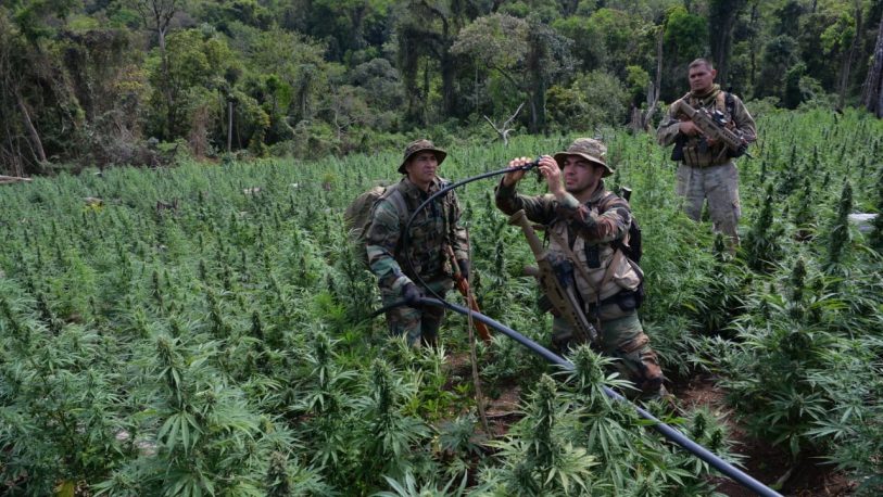 Paraguay: Eliminan grandes producciones de marihuana