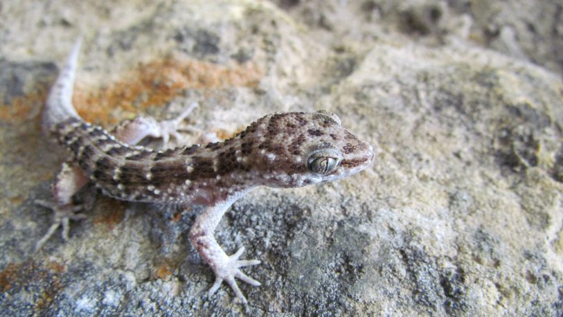Hallazgo de nuevas especies de lagartos valiosos para la ciencia herpetológica