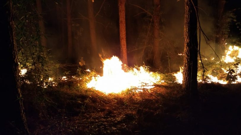 Incendio en un pinar de Panambí