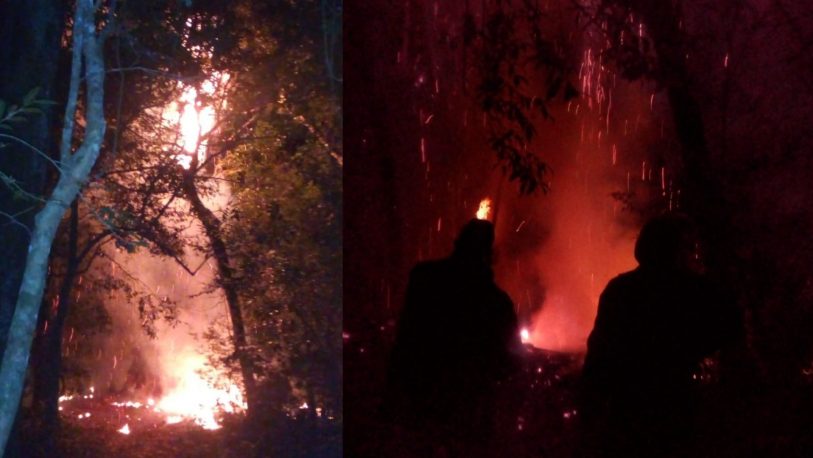 Se incendió uno de los árboles más antiguos de Misiones