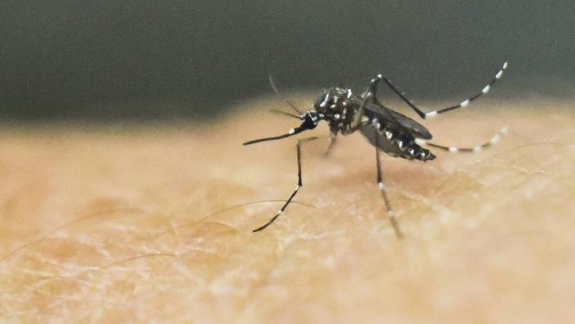 Dengue: en Posadas, negaron el ingreso de controles a unas 5 mil casas