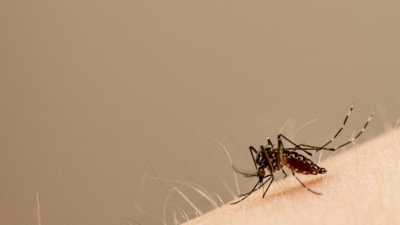Instan a estar atentos ante posibles brotes de dengue