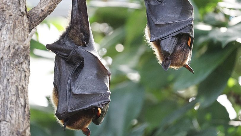 Corrientes: Amplían conocimiento de ecología y distribución de murciélagos