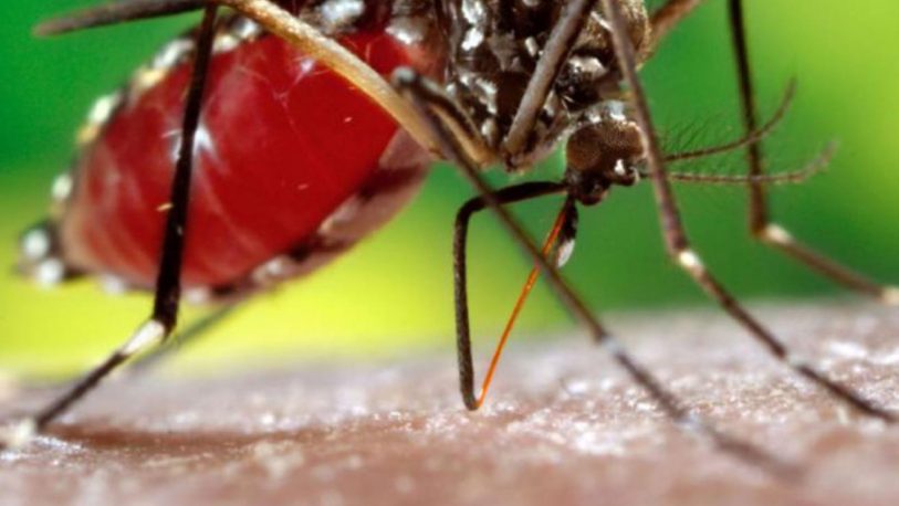 Dengue: se registraron tres casos en el periodo interbrote