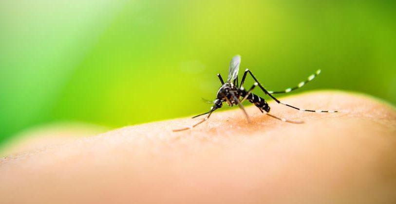 Dengue en Misiones: Confirman casos de serotipo DEN 1 en tres localidades