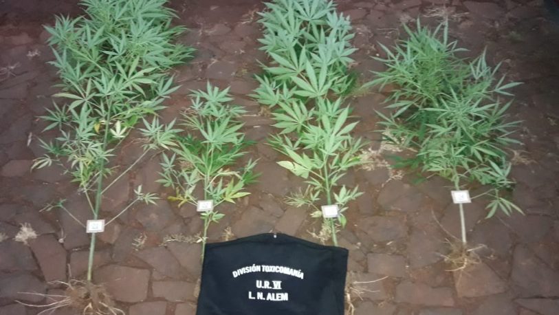 Incautaron cuatro plantas de marihuana en Cerro Azul