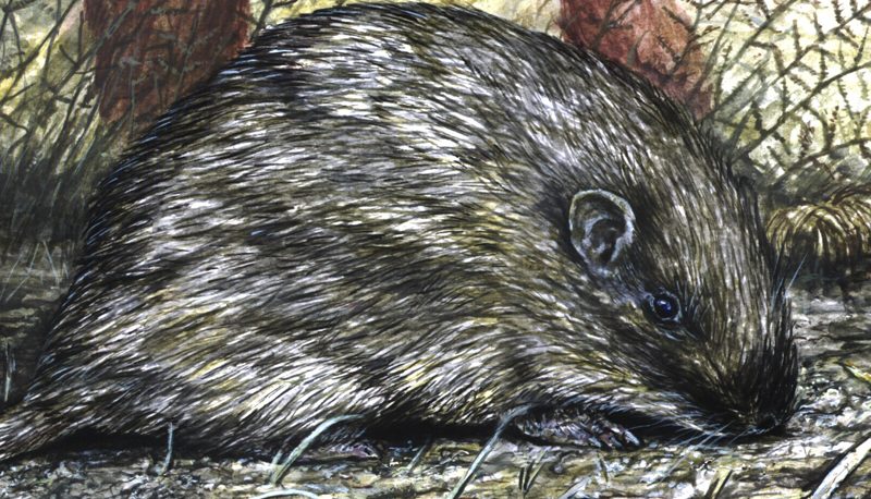 Hallaron una rata espinosa fósil de más de 400 mil años de antigüedad