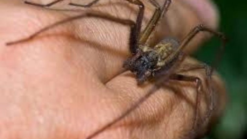 Una nena de un año y medio murió por la picadura de una “araña del rincón”