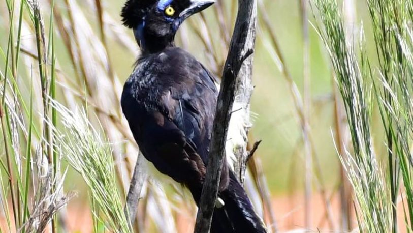 13 ejemplares de aves fueron liberados en la Reserva Natural Urutaú