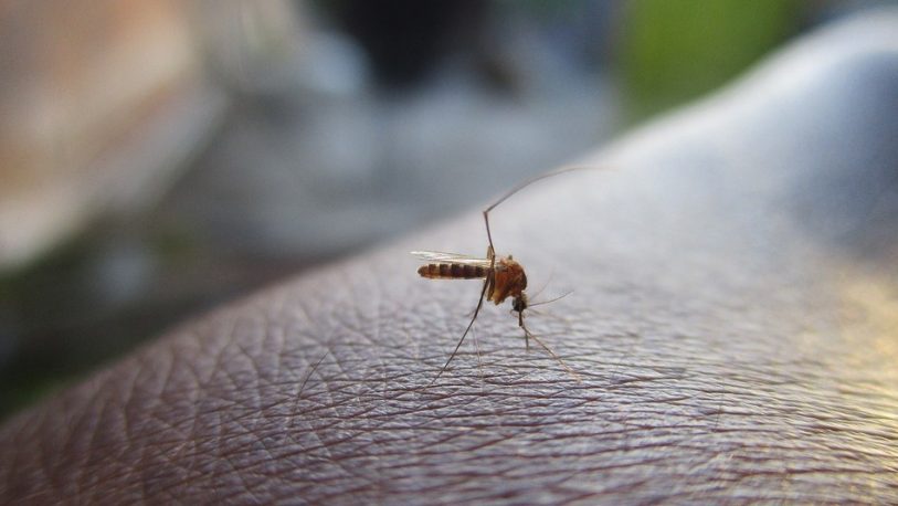 Dengue: “Hay que estar muy atentos a los criaderos”, dijo Liliana Arce