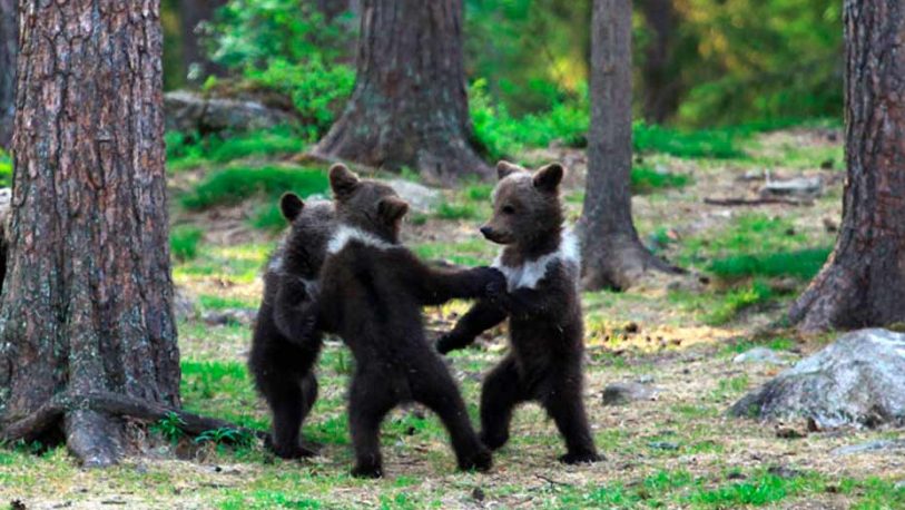 Captan a pequeños osos en extraño ritual