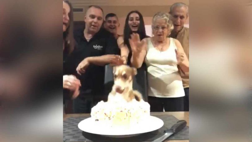 Le hicieron una fiesta de cumpleaños al perro y se hizo viral