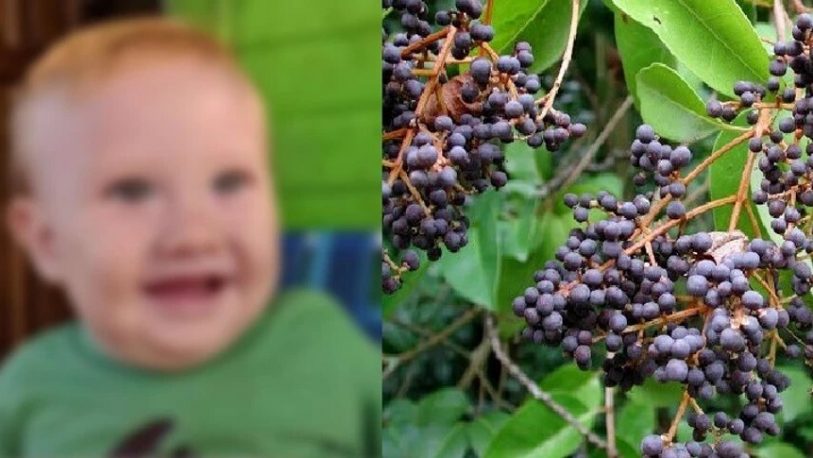 Murió bebé de 8 meses por comer frutos de ligustro