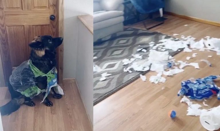Un perro destruyó el papel higiénico que tenía su dueña para la cuarentena