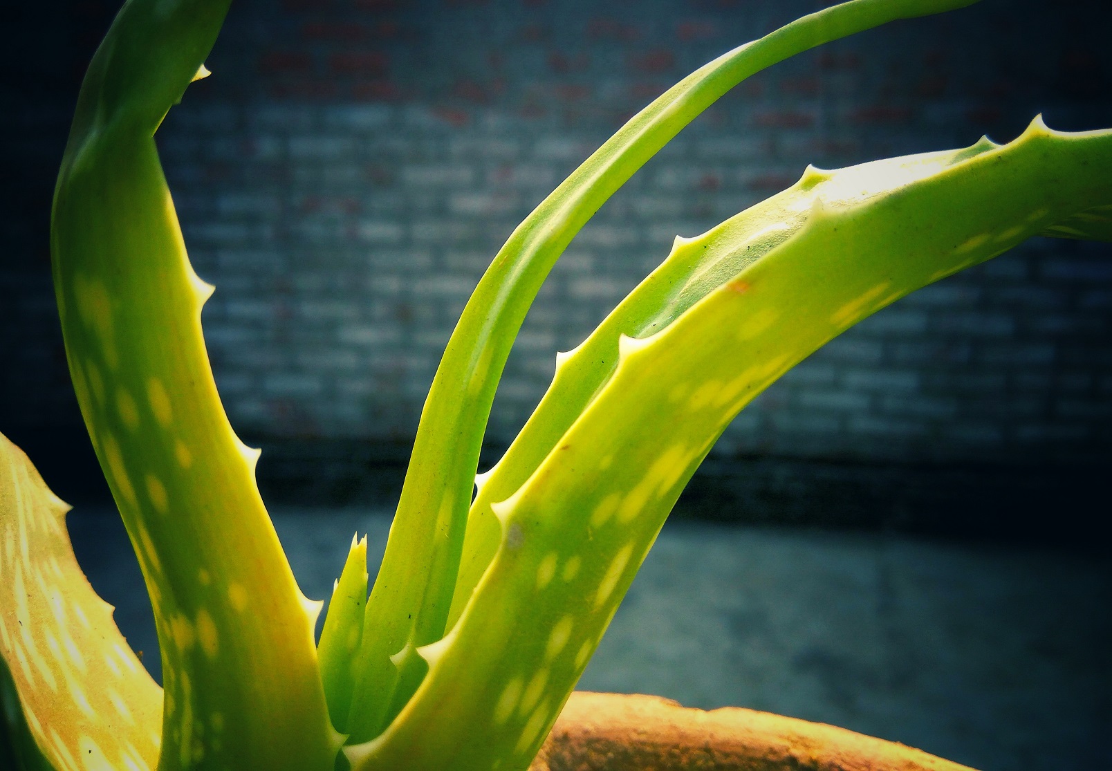 14 Health Benefits Of Drinking Aloe Vera Juice | Health 