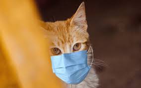 Covid-19: El consejo de un especialista ante el caso de un gato infectado