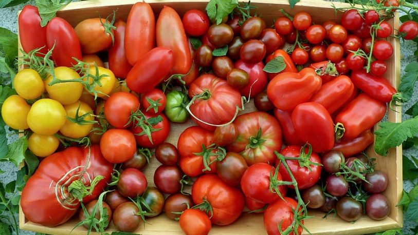 Como obtener y guardar semillas de tomate