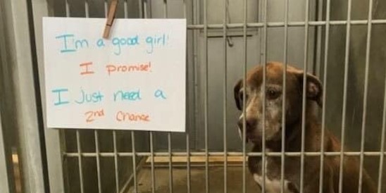 Ginger esperó más de 7 años para ser adoptada y encontró un hogar