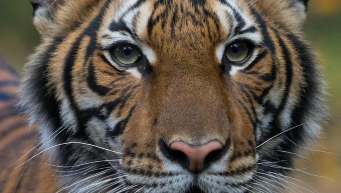 Un tigre de un zoo de Nueva York da positivo por coronavirus