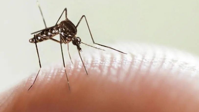 Por las restricciones de Covid hubo menos casos de dengue en el mundo