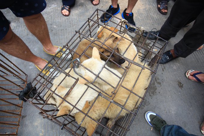 La ciudad china Shenzhen prohíbe el consumo de perros y gatos