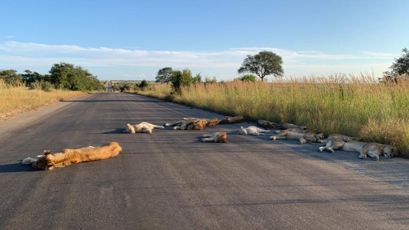 Leones duermen en carretera de Sudáfrica