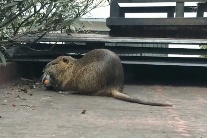 Coronavirus: apareció un roedor en la terraza de una vivienda porteña