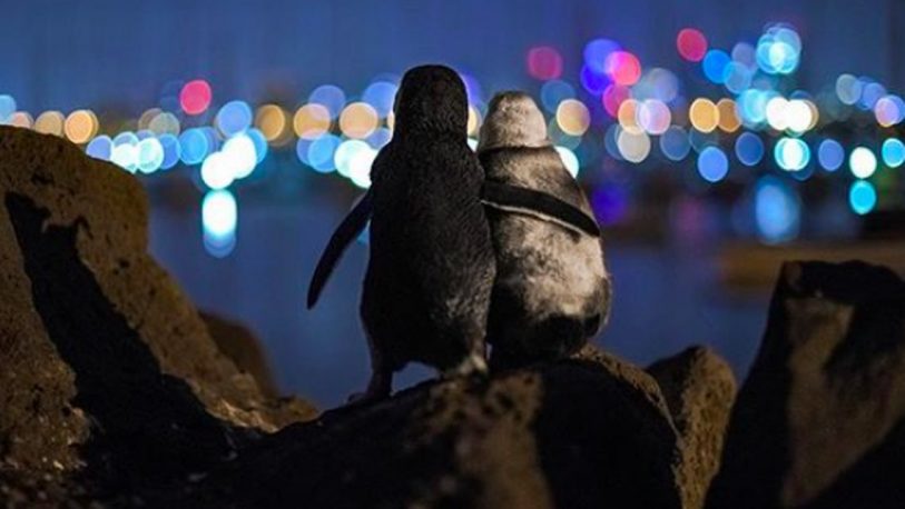 La imagen de dos pingüinos abrazados que conmovió las redes