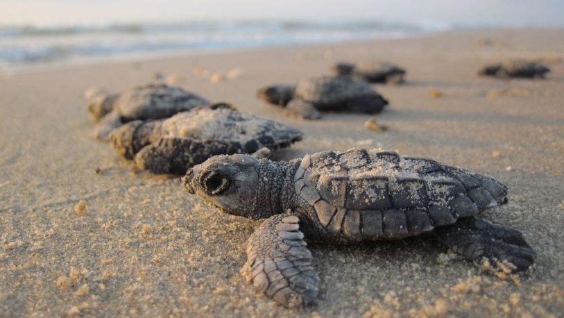 Cuarentena: Tortugas llegan a playas vacías para anidar