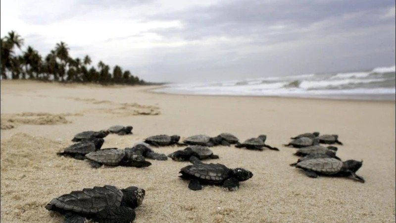 Cuarentena: En una playa desierta nacieron 97 tortugas en extinción