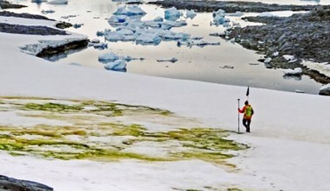 Por el cambio climático, la Antártida se está quedando verde