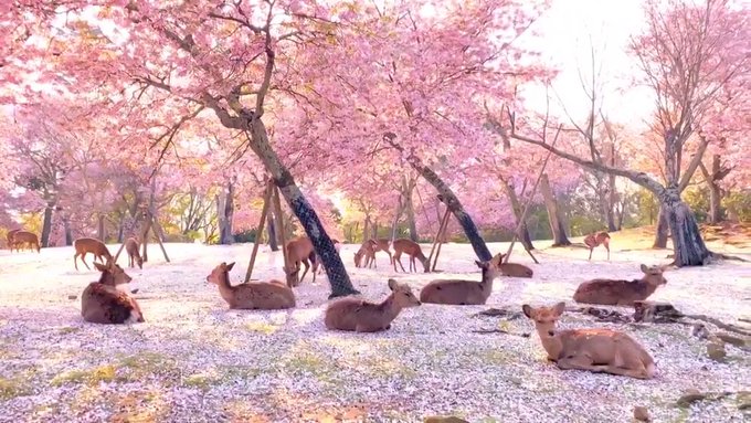 Ciervos descansando bajo cerezos en Japón