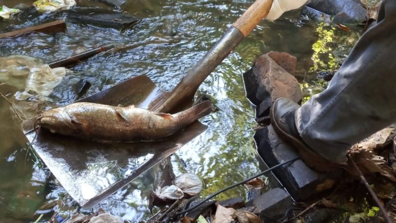 Se retiraron 450 kilos de peces del Arroyo Vicario