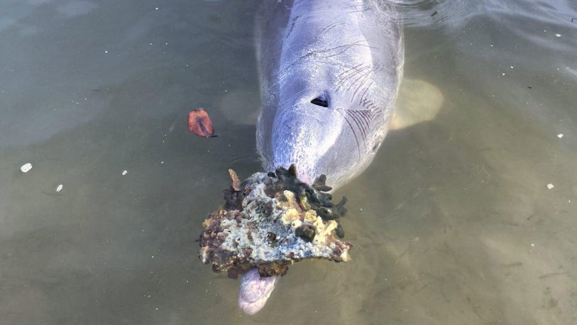 Un delfín lleva regalos a cambio de comida tras el levantamiento de la cuarentena