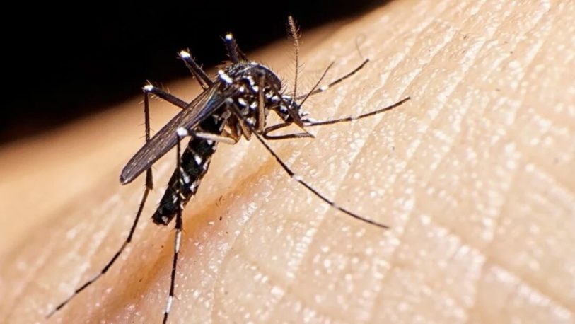 Dengue: hubo más de 10 mil nuevos casos en una semana